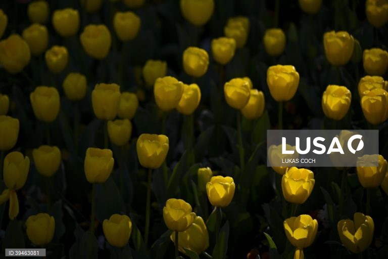 Exposição de flores Floriade 2022 em Camberra, Austrália