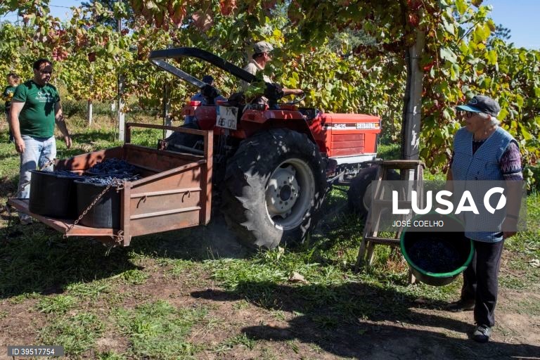 Vindimas em Monção