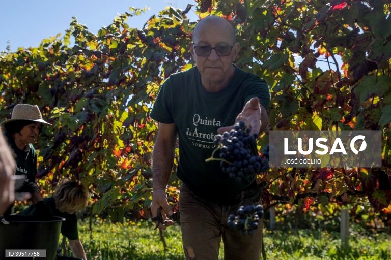 Vindimas em Monção