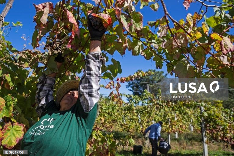 Vindimas em Monção