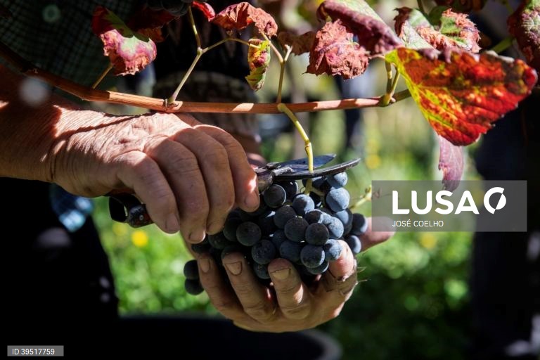 Vindimas em Monção