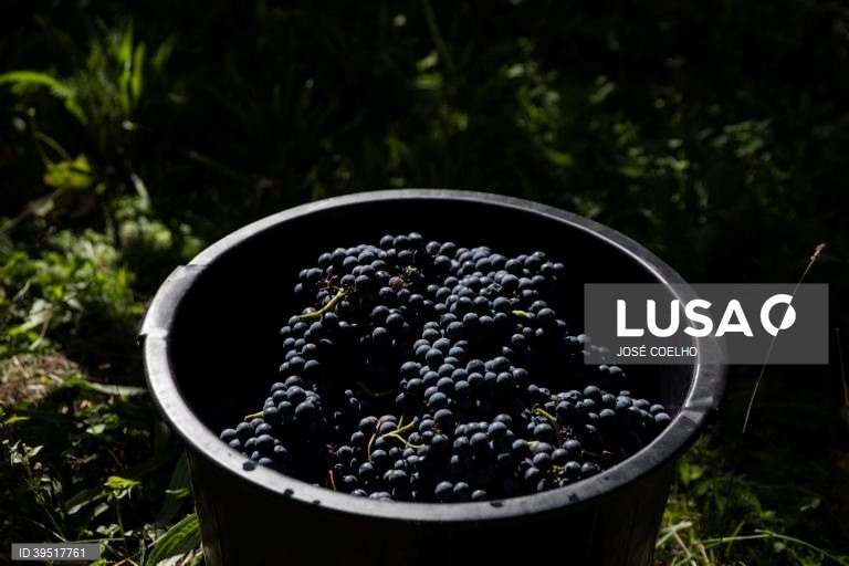 Vindimas em Monção