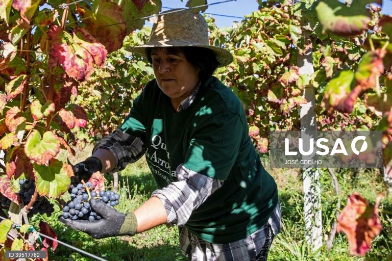 Vindimas em Monção