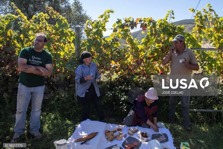 Vindimas em Monção