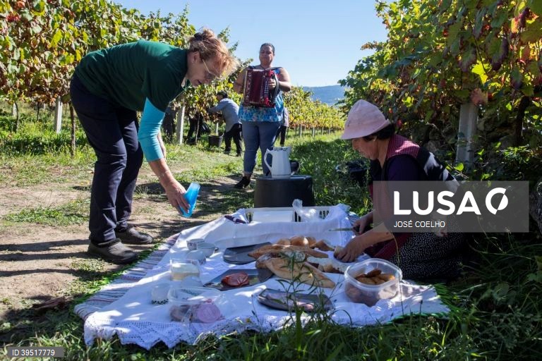 Vindimas em Monção