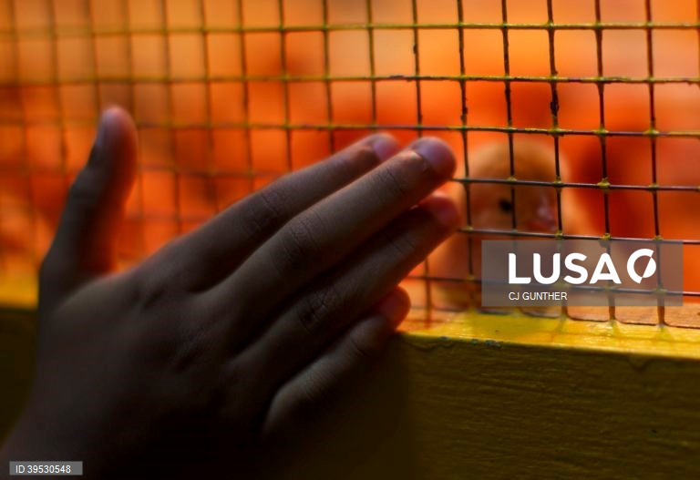 EUA: Exposição agrícola em West Springfield