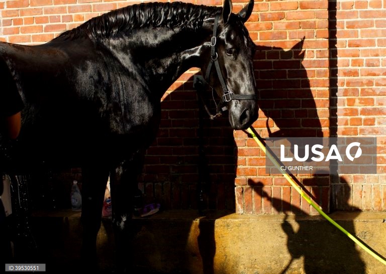 EUA: Exposição agrícola em West Springfield