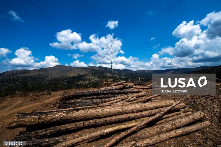 Macedónia do Norte: Crise energética faz disparar os preços da lenha