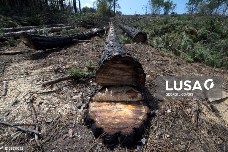 Macedónia do Norte: Crise energética faz disparar os preços da lenha
