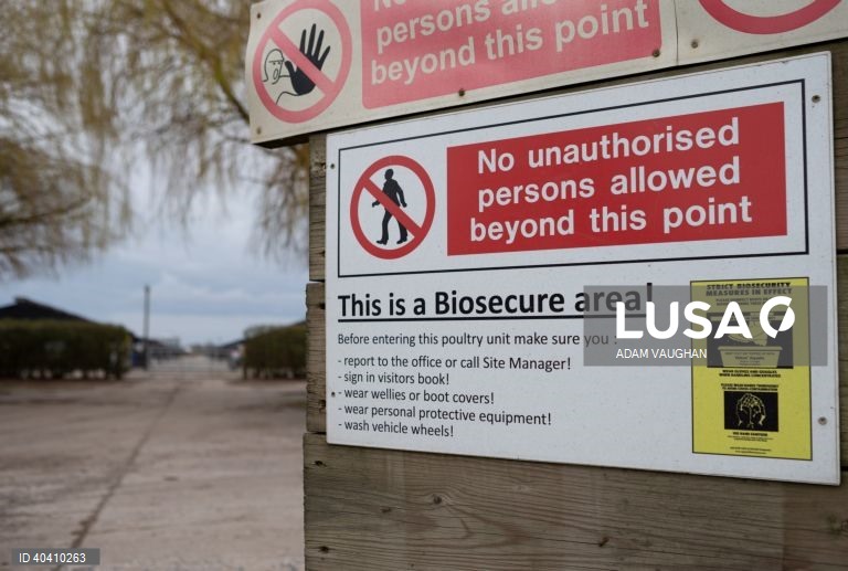 Grã-Bretanha: Gripe das aves