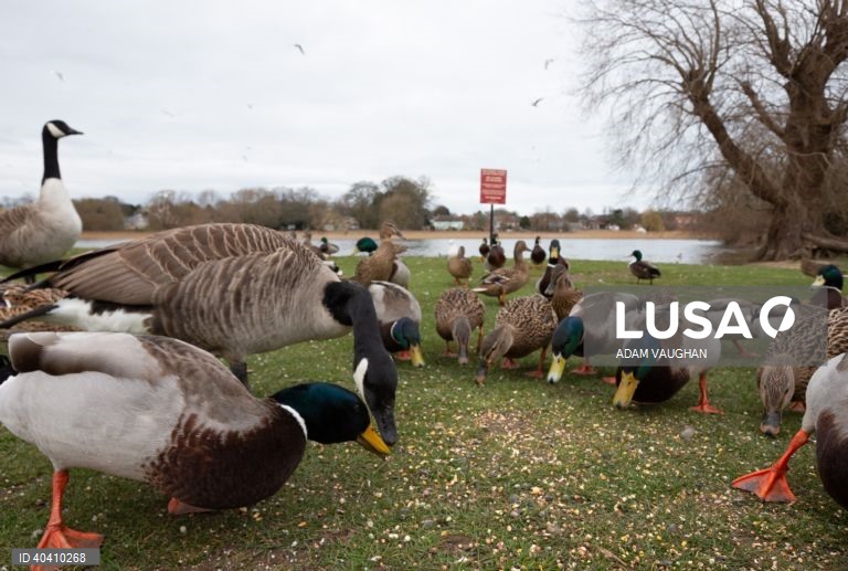 Grã-Bretanha: Gripe das aves
