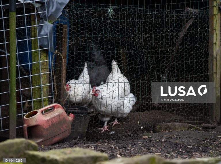 Grã-Bretanha: Gripe das aves