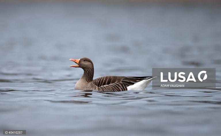 Grã-Bretanha: Gripe das aves