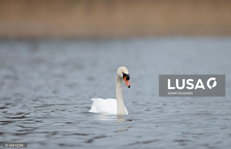 Grã-Bretanha: Gripe das aves