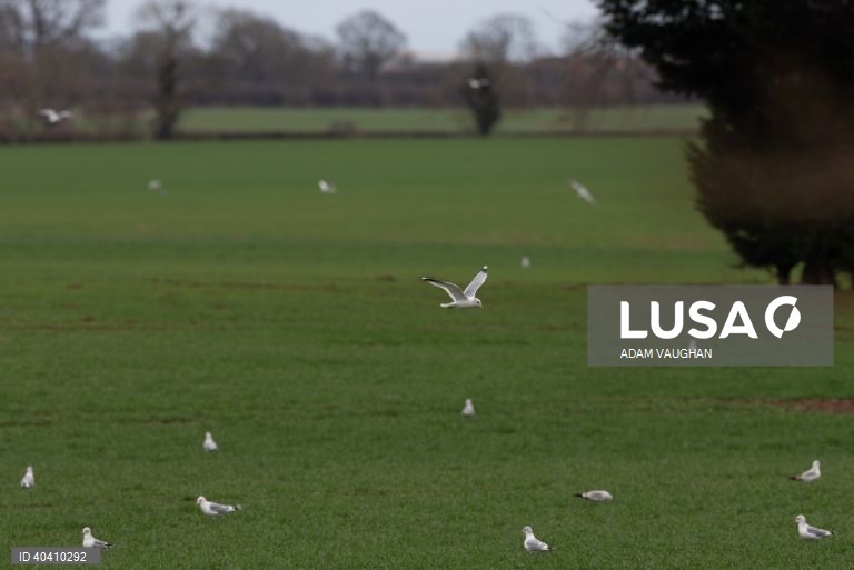 Grã-Bretanha: Gripe das aves