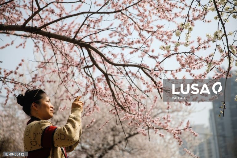 China: Floração dos pessegueiros em Pequim