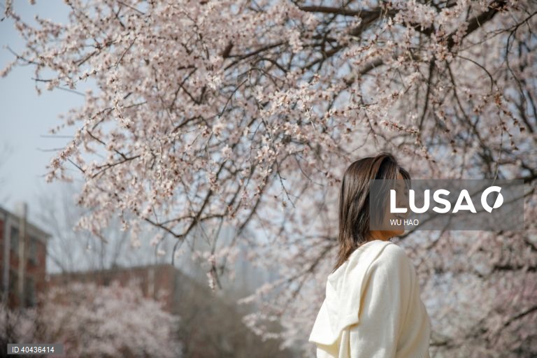 China: Floração dos pessegueiros em Pequim