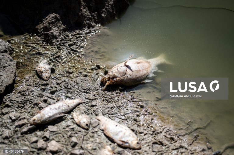 Milhares de peixes morreram devido ao tempo quente das alterações climáticas no rio Darling-Baaka, na Austrália.