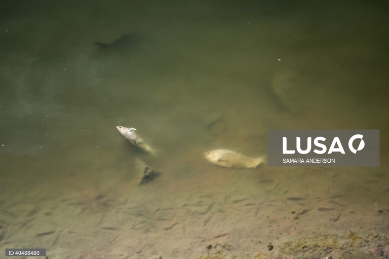 Milhares de peixes morreram devido ao tempo quente das alterações climáticas no rio Darling-Baaka, na Austrália.