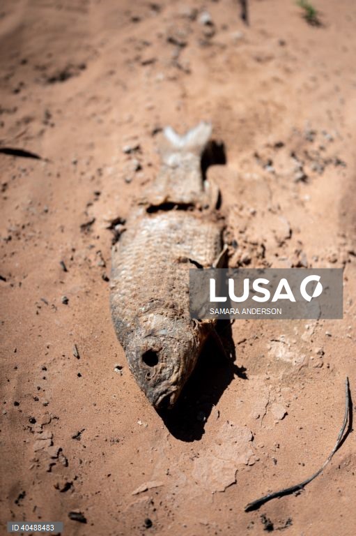 Milhares de peixes morreram devido ao tempo quente das alterações climáticas no rio Darling-Baaka, na Austrália.