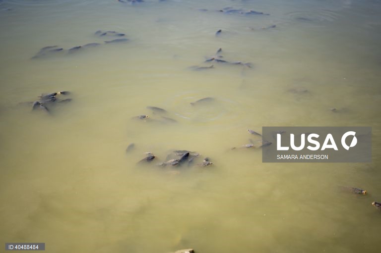 Milhares de peixes morreram devido ao tempo quente das alterações climáticas no rio Darling-Baaka, na Austrália.