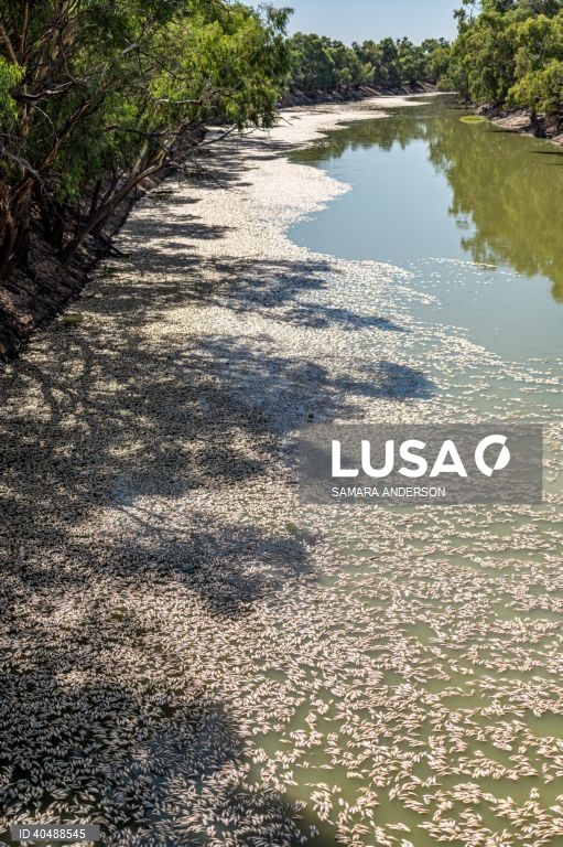 Milhares de peixes morreram devido ao tempo quente das alterações climáticas no rio Darling-Baaka, na Austrália.