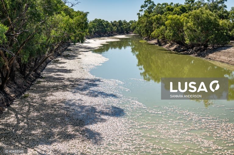 Milhares de peixes morreram devido ao tempo quente das alterações climáticas no rio Darling-Baaka, na Austrália.
