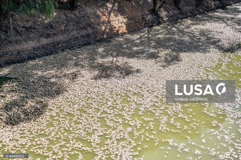 Milhares de peixes morreram devido ao tempo quente das alterações climáticas no rio Darling-Baaka, na Austrália.