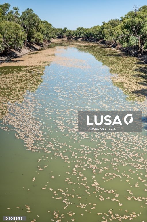 Milhares de peixes morreram devido ao tempo quente das alterações climáticas no rio Darling-Baaka, na Austrália.