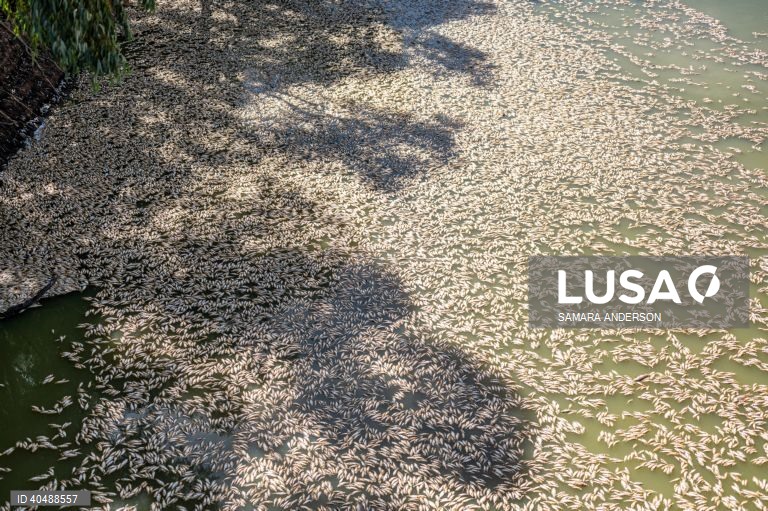 Milhares de peixes morreram devido ao tempo quente das alterações climáticas no rio Darling-Baaka, na Austrália.
