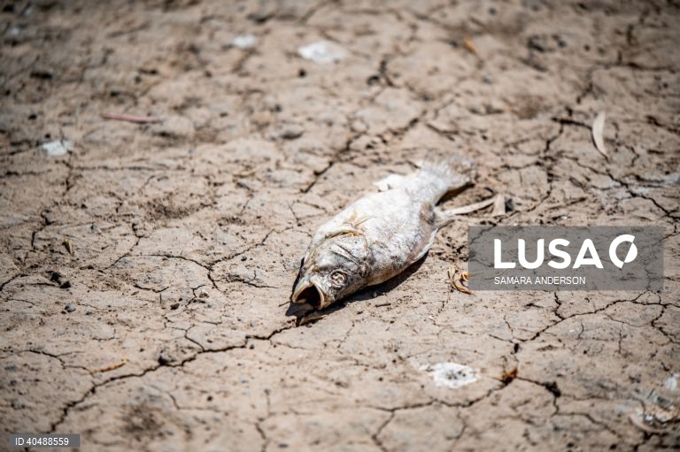 Milhares de peixes morreram devido ao tempo quente das alterações climáticas no rio Darling-Baaka, na Austrália.