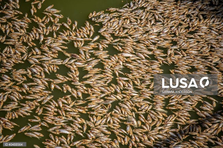 Milhares de peixes morreram devido ao tempo quente das alterações climáticas no rio Darling-Baaka, na Austrália.