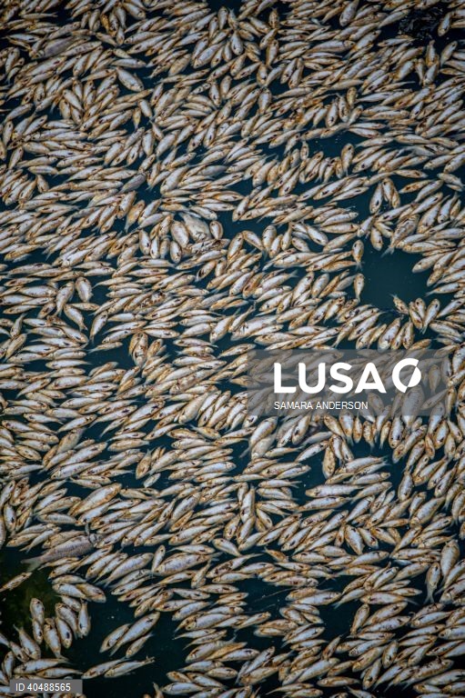 Milhares de peixes morreram devido ao tempo quente das alterações climáticas no rio Darling-Baaka, na Austrália.