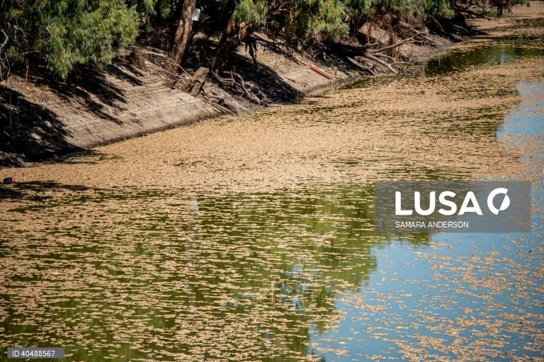 Milhares de peixes morreram devido ao tempo quente das alterações climáticas no rio Darling-Baaka, na Austrália.
