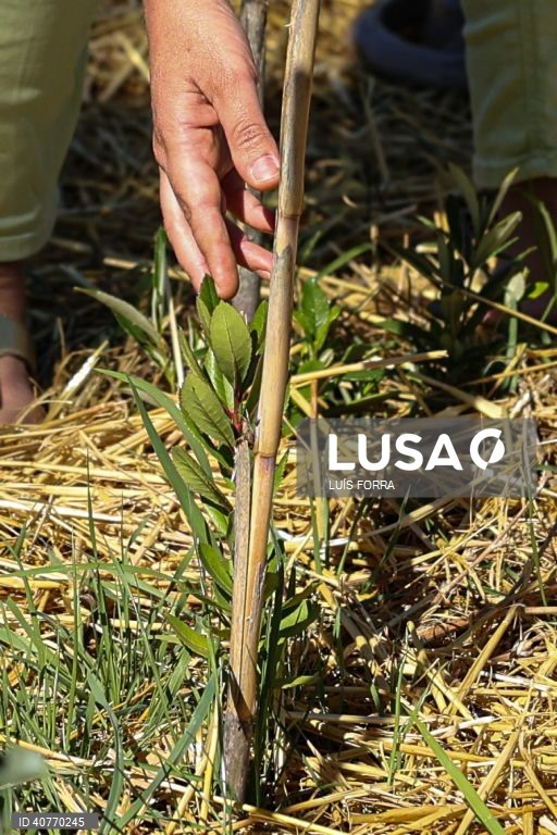 O medronheiro faz parte da primeira floresta Miyawaki do Algarve plantada no Algoz, por iniciativa do projecto Floresta Nativa, desenvolvida por Sónia Soares, uma bióloga com mestrado em ecologia e gestão ambiental, Algoz, 12 de maio de 2023. As florestas Miyawaki caracterizam-se por terem apenas espécies vegetais nativas da região onde são criadas. Estas plantas não são uma opção as florestas naturais, mas sim um meio de reflorestar habitats ambientais ecologicamente degradados por exemplo em...