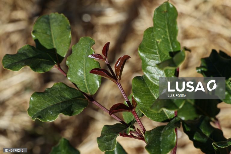 A alfarrobeira faz parte da primeira floresta Miyawaki do Algarve plantada no Algoz, por iniciativa do projecto Floresta Nativa, desenvolvida por Sónia Soares, uma bióloga com mestrado em ecologia e gestão ambiental, Algoz, 12 de maio de 2023. As florestas Miyawaki caracterizam-se por terem apenas espécies vegetais nativas da região onde são criadas. Estas plantas não são uma opção as florestas naturais, mas sim um meio de reflorestar habitats ambientais ecologicamente degradados por exemplo em...