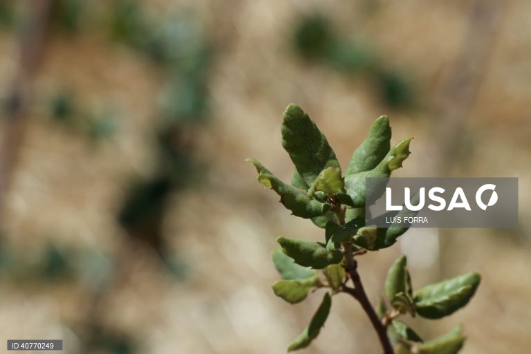 A primeira floresta Miyawaki do Algarve foi plantada no Algoz, por iniciativa do projecto Floresta Nativa, desenvolvida por Sónia Soares, uma bióloga com mestrado em ecologia e gestão ambiental, Algoz, 12 de maio de 2023. As florestas Miyawaki caracterizam-se por terem apenas espécies vegetais nativas da região onde são criadas. Estas plantas não são uma opção as florestas naturais, mas sim um meio de reflorestar habitats ambientais ecologicamente degradados por exemplo em meios urbanos. (...
