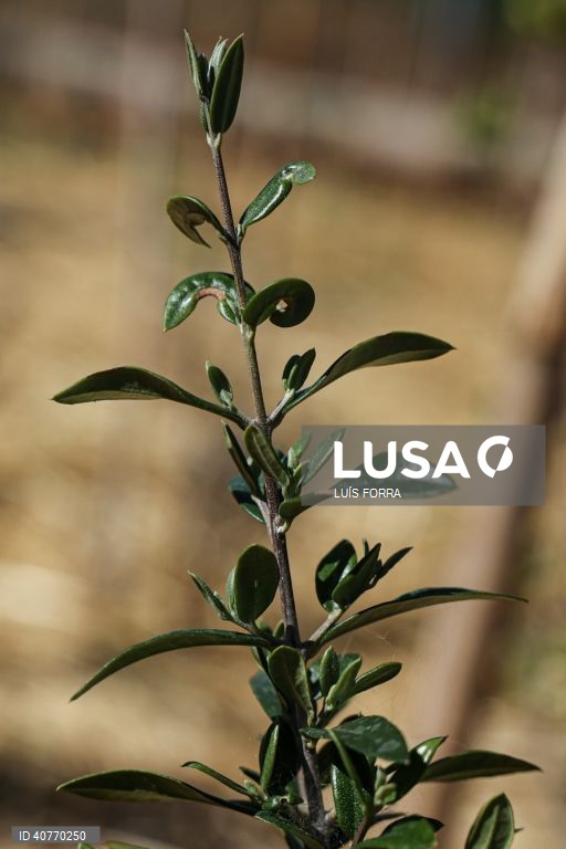 A oliveira faz parte da primeira floresta Miyawaki do Algarve plantada no Algoz, por iniciativa do projecto Floresta Nativa, desenvolvida por Sónia Soares, uma bióloga com mestrado em ecologia e gestão ambiental, Algoz, 12 de maio de 2023. As florestas Miyawaki caracterizam-se por terem apenas espécies vegetais nativas da região onde são criadas. Estas plantas não são uma opção as florestas naturais, mas sim um meio de reflorestar habitats ambientais ecologicamente degradados por exemplo em...