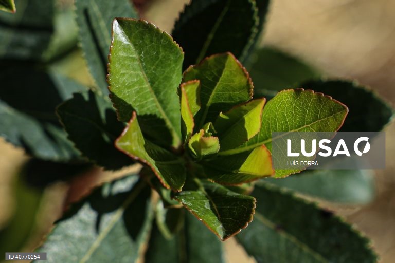 O medronheiro faz parte da primeira floresta Miyawaki do Algarve plantada no Algoz, por iniciativa do projecto Floresta Nativa, desenvolvida por Sónia Soares, uma bióloga com mestrado em ecologia e gestão ambiental, Algoz, 12 de maio de 2023. As florestas Miyawaki caracterizam-se por terem apenas espécies vegetais nativas da região onde são criadas. Estas plantas não são uma opção as florestas naturais, mas sim um meio de reflorestar habitats ambientais ecologicamente degradados por exemplo em...