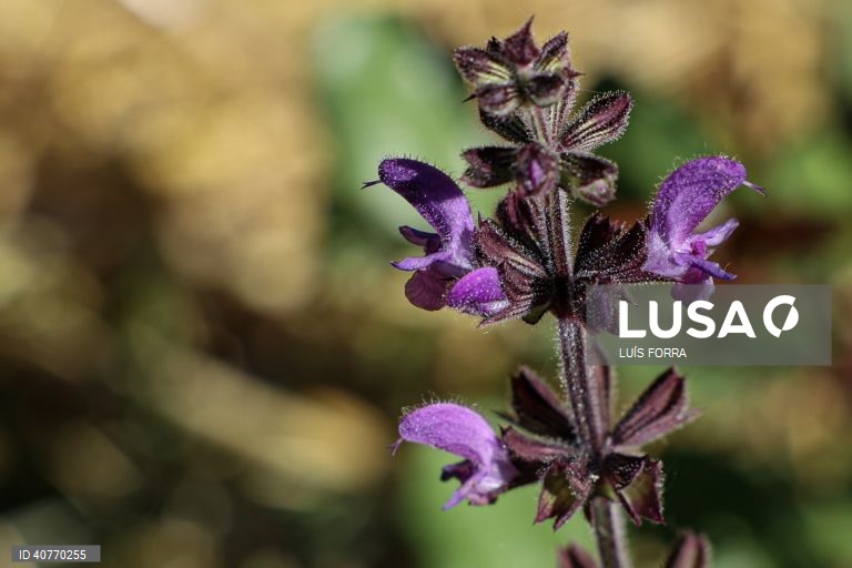 A primeira floresta Miyawaki do Algarve foi plantada no Algoz, por iniciativa do projecto Floresta Nativa, desenvolvida por Sónia Soares, uma bióloga com mestrado em ecologia e gestão ambiental, Algoz, 12 de maio de 2023. As florestas Miyawaki caracterizam-se por terem apenas espécies vegetais nativas da região onde são criadas. Estas plantas não são uma opção as florestas naturais, mas sim um meio de reflorestar habitats ambientais ecologicamente degradados por exemplo em meios urbanos. (...