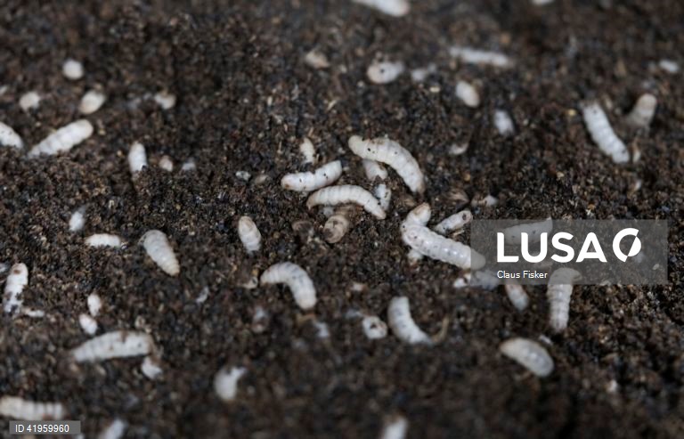 Flemming: Abertura da maior fábrica de insectos do Norte da Europa