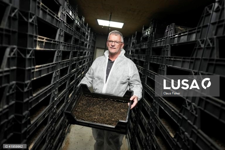 Flemming: Abertura da maior fábrica de insectos do Norte da Europa