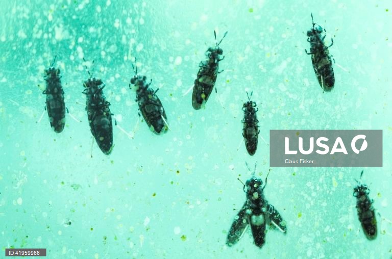 Flemming: Abertura da maior fábrica de insectos do Norte da Europa