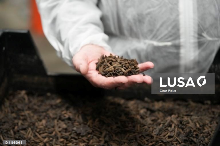 Flemming: Abertura da maior fábrica de insectos do Norte da Europa