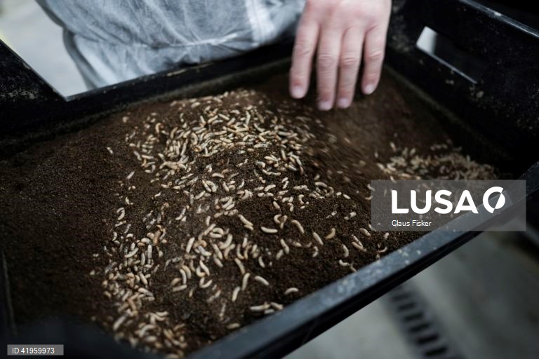 Flemming: Abertura da maior fábrica de insectos do Norte da Europa