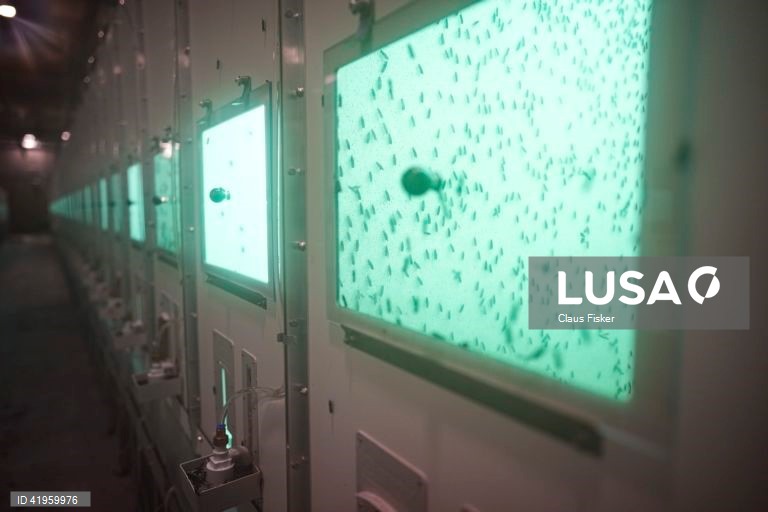 Flemming: Abertura da maior fábrica de insectos do Norte da Europa