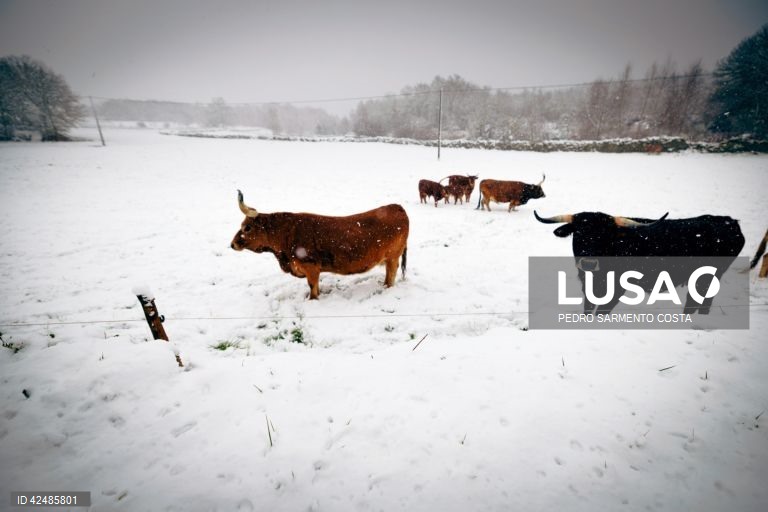Vila Pouca de Aguiar acordou coberta pela neve que caiu durante a noite em vários municípios do distrito de Vila Real, 09 de março de 2024. A GNR de Vila Real aconselhou este sábado muita precaução na circulação em alguns troços das principais autoestradas que atravessam o distrito de Vila Real devido à queda de neve, Fonte da GNR disse à agência Lusa que não havia estradas cortadas pelas 08:00, referindo que estão no terreno a operar os limpa-neves e apontando maiores preocupações nas zonas do...