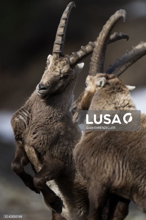Cabra-montesa perto da aldeia de Pontresina, no cantão de Grisões, Suíça.Quando os picos ainda estão cobertos de neve na primavera, as cabras descem à aldeia para se deliciarem com os prados já verdes.
