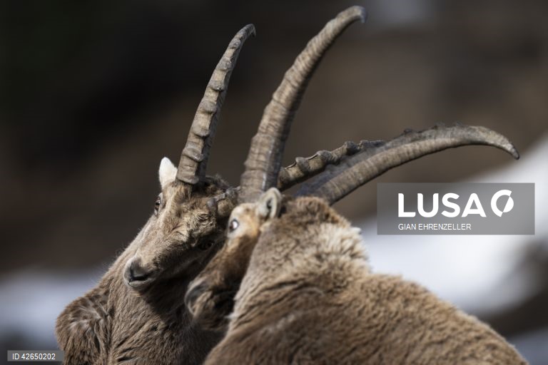 Cabra-montesa perto da aldeia de Pontresina, no cantão de Grisões, Suíça.Quando os picos ainda estão cobertos de neve na primavera, as cabras descem à aldeia para se deliciarem com os prados já verdes.