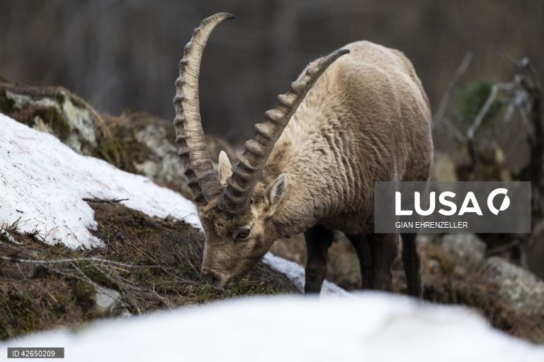 Cabra-montesa perto da aldeia de Pontresina, no cantão de Grisões, Suíça.Quando os picos ainda estão cobertos de neve na primavera, as cabras descem à aldeia para se deliciarem com os prados já verdes.